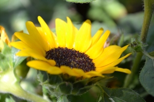 Nadia Mikushova. A sunflower head in a sunny summer day.