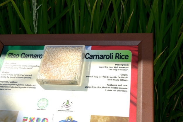 Nadia Mikushova. The Carnaroli rice panel at the EXPO Milano 2015.s