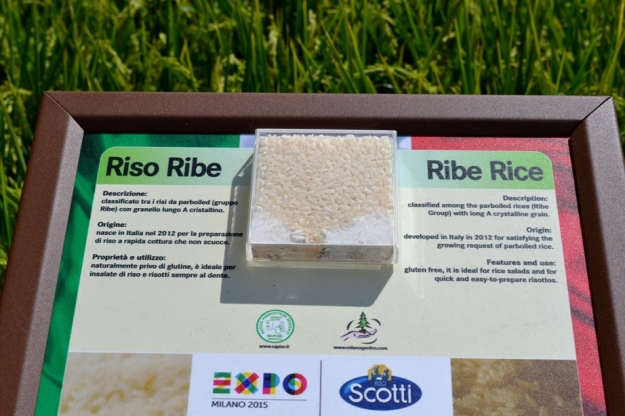 Nadia Mikushova. The Ribe rice panel at the EXPO Milano 2015.s