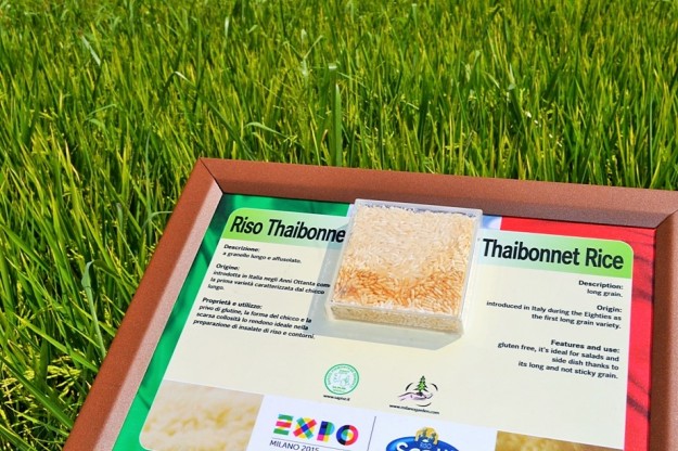 Nadia Mikushova. The Thaibonnet rice panel at the EXPO Milano 2015.s